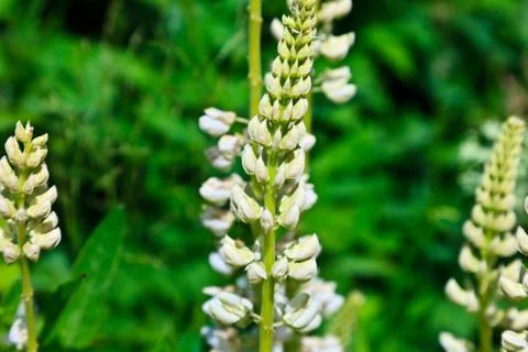 White lupins Stock Photos