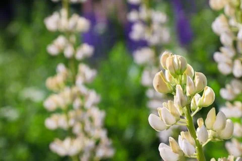 White lupins Stock Photos