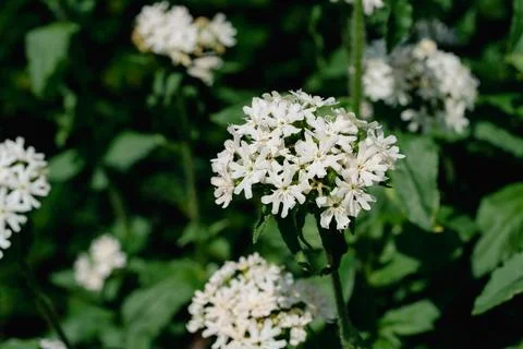 White lychnis flower Fotos de archivo