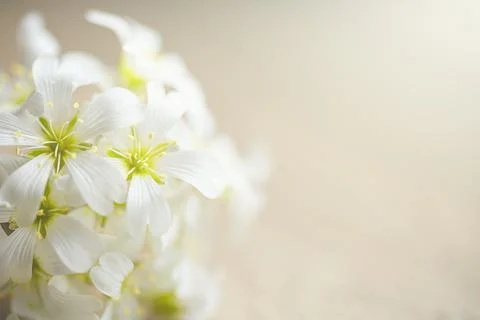 White macro flowers on a light blurred background with space for copying. Stock Photos