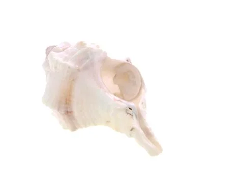White macro shell Stock Photos