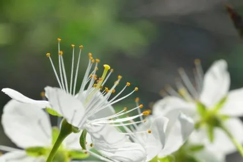 White macro spring blossoms Stock Photos