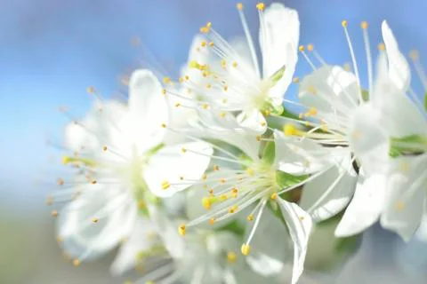 White macro spring blossoms Stock Photos