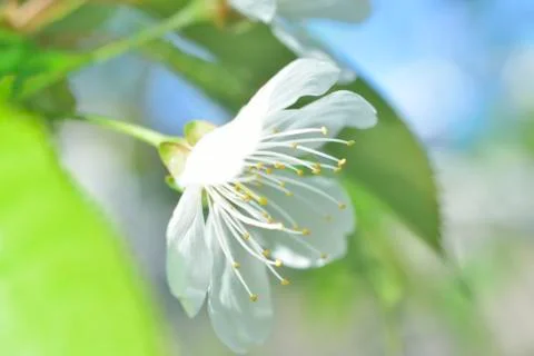 White macro spring blossoms Stock Photos