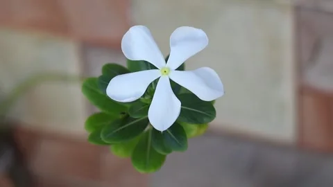 White Madagascar periwinkle flower, also known as Nayantara or rose periwinkle Stock Footage 317238202