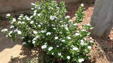 White Madagaskar sheep or Rose sheep flower Video stock 127985347