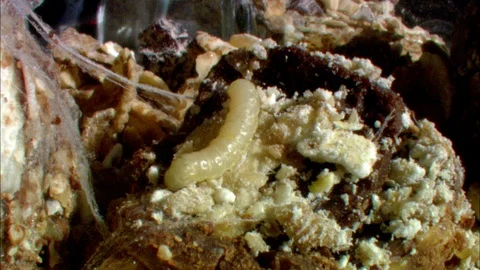 White Maggot crawling Stock Footage 95600553