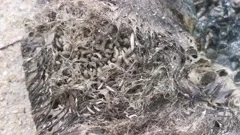 Horse leech and fly maggots feeding on a, Stock Video