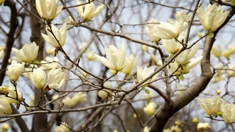White Magnolia blooming during spring time Stock Footage 334353668