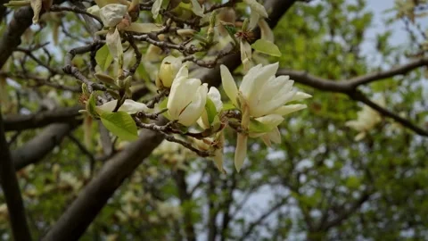 White Magnolia during spring time Stock Footage 334353829
