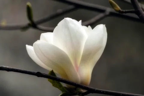 White magnolia flower, with delicate petals with small green leaves. Stock Photos