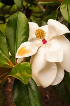 White magnolia flower with green leaves Stock Photos