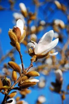 White magnolia flower Stock Photos