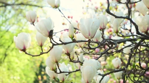 White magnolia flower tree in bloom swinging on wind in spring garden Stock Footage 234207996