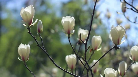 White magnolia flowers Video stock 97020740
