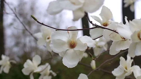 White Magnolia Stock Footage 99002532