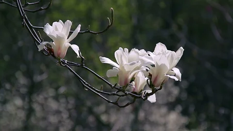 White Magnolia Stock Footage 99359859