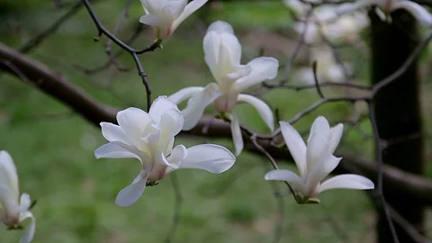 White Magnolia Stock Footage 99802102