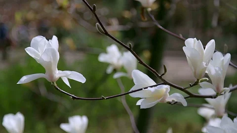 White Magnolia Stock-Footage 100122586