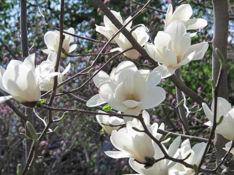 White magnolia Stock Photos