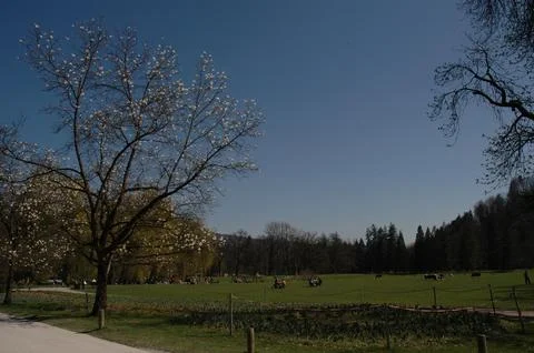 White Magnolia Tree and Spring Picnics Beneath a Blue Sky Foto stock
