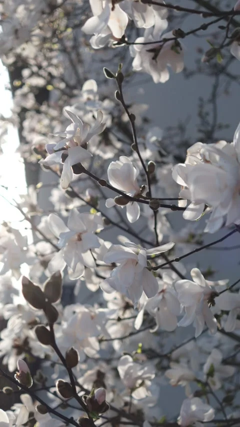 White magnolia tree is blooming vertical video Stock Footage 240098810