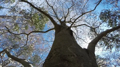 White Magnolia Tree Stock Footage 50616214