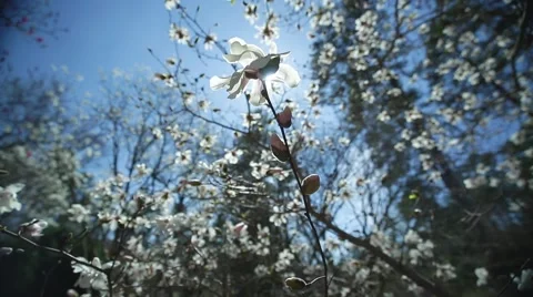 White Magnolia Tree Stock Footage 50616357