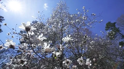 White Magnolia Tree Stock Footage 50616655