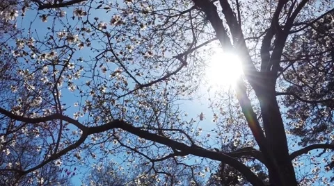 White Magnolia Tree Stock Footage 51892448