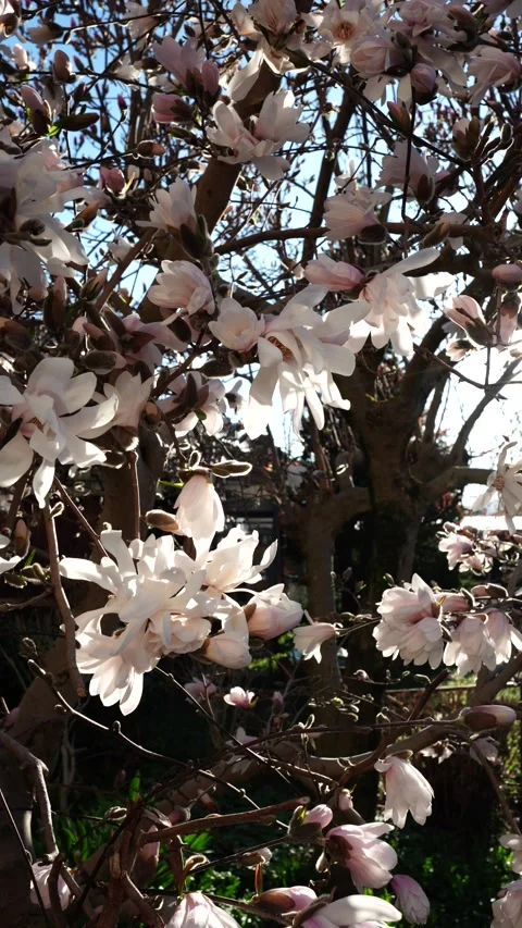 White Magnolia Tree in Full Bloom Against Blue Sky in Spring Sunlight Video stock 336651377