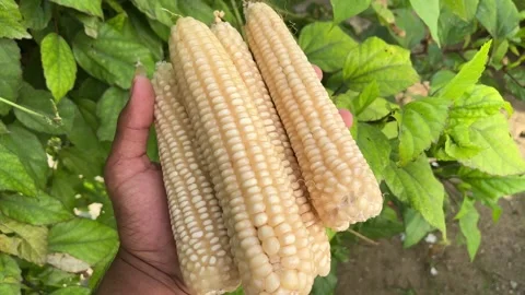 White Maize Cob Held in Hand Closeup Video Stock Footage 317758291