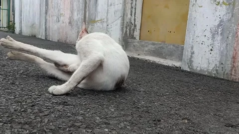 White Male Stray Cat Rolling and Grooming Tail Alone on Quiet Residential Street Stock Footage 328577147