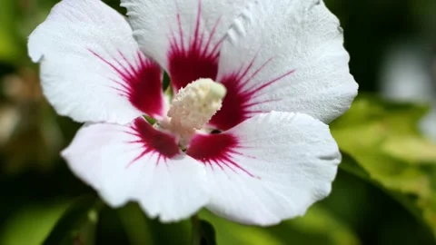 The white mallow flower develops in the wind. Flowers in the garden. Video stock 161402585