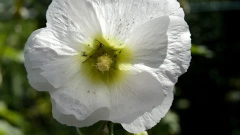 White mallow Stock Footage 129408424