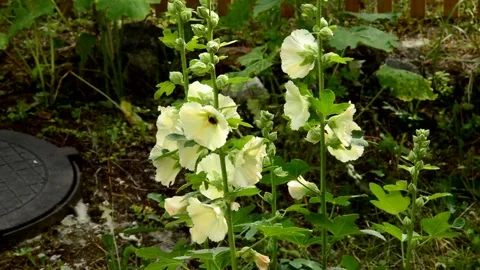 White mallow Stock Footage 211181435