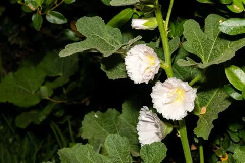 White mallow Stock Photos