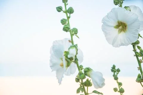 White mallows against the sunlight Stock Photos