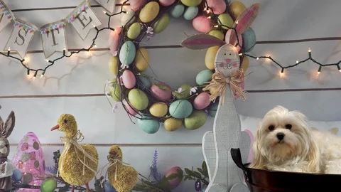 White Maltese in basket for easter Stock Footage 103172588