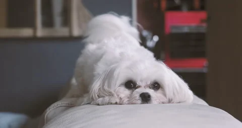 White Maltese dog Stock Footage 137451235