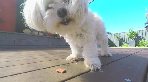 A white maltese dog looking at the camera and eating treats Video stock 48589015