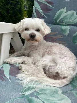 White Maltese dog lying on a patterned garden cushion Stock Photos