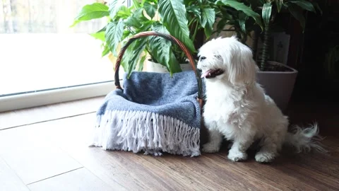 A white Maltese dog sits by the window next to a wicker basket Stock Footage 328465087
