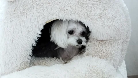 White Maltese lying in her house and raising her head. Stock Footage 270395155