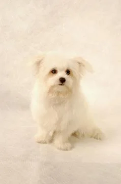 A white Maltese sitting down Stock Photos