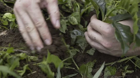White man planting coffee tree slow motion tree farming soil Stock Footage 157467604