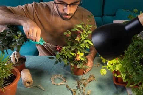 White man pruning and taking care of house plants Stock Photos