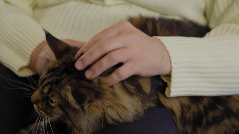 White man stroking a beautiful fluffy cat, close-up Stock Footage 129251365
