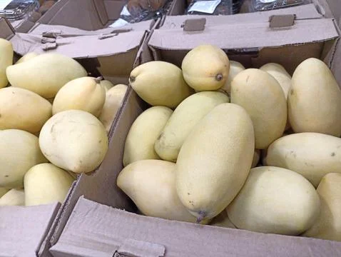 White mango in cardboard boxes close-up Stock Photos