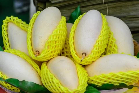 White mango in protection. Foto stock